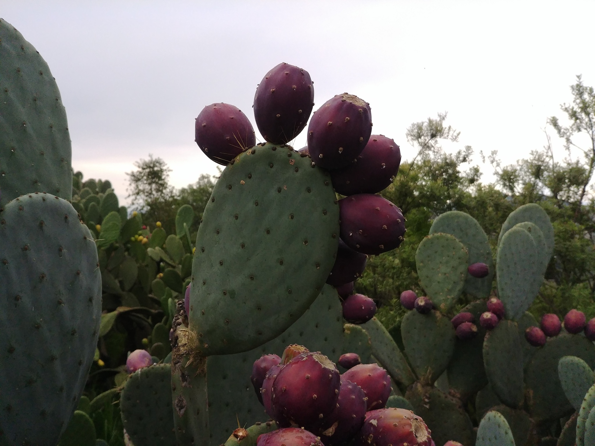 Opuntia robusta